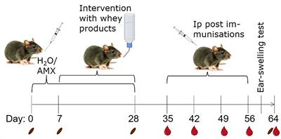 Partially Hydrolysed Whey Has Superior Allergy Preventive Capacity Compared to Intact Whey Regardless of Amoxicillin Administration in Brown Norway Rats